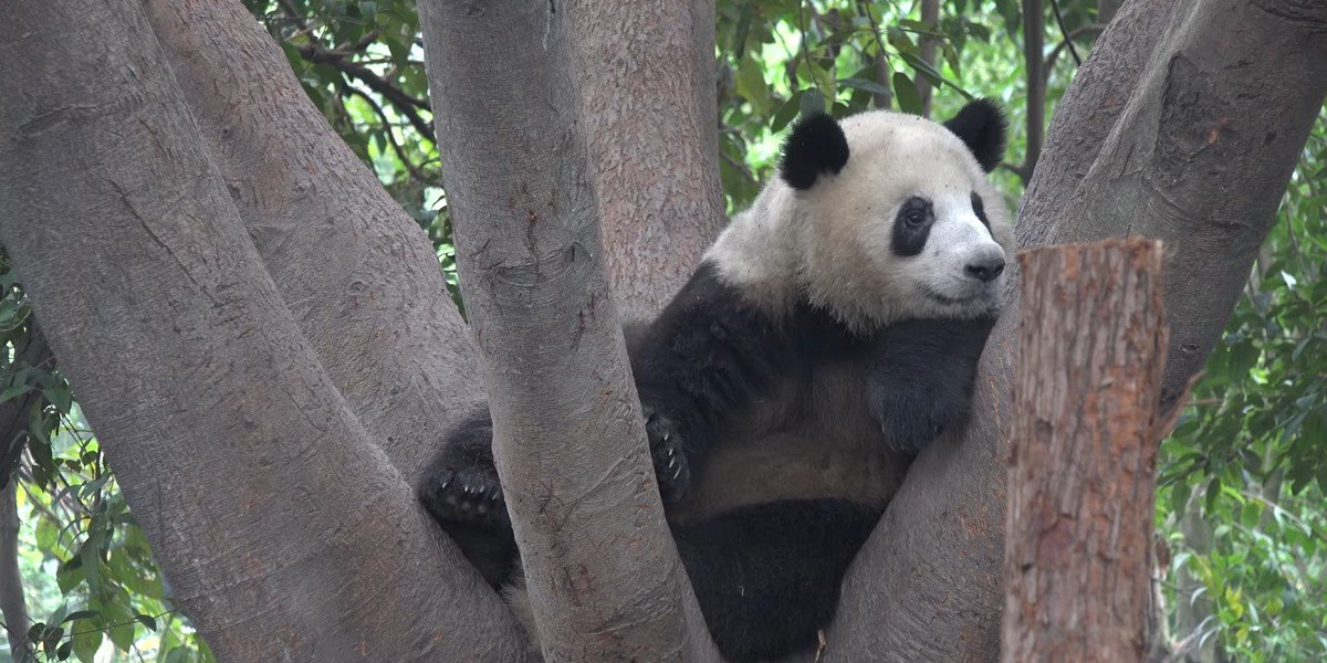 Private Full-Day Tour to the Giant Panda Breeding Research Base (Xiongmao Jidi)