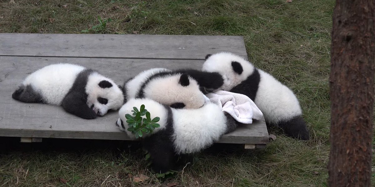 Private Full-Day Tour to the Giant Panda Breeding Research Base (Xiongmao Jidi), photo 2