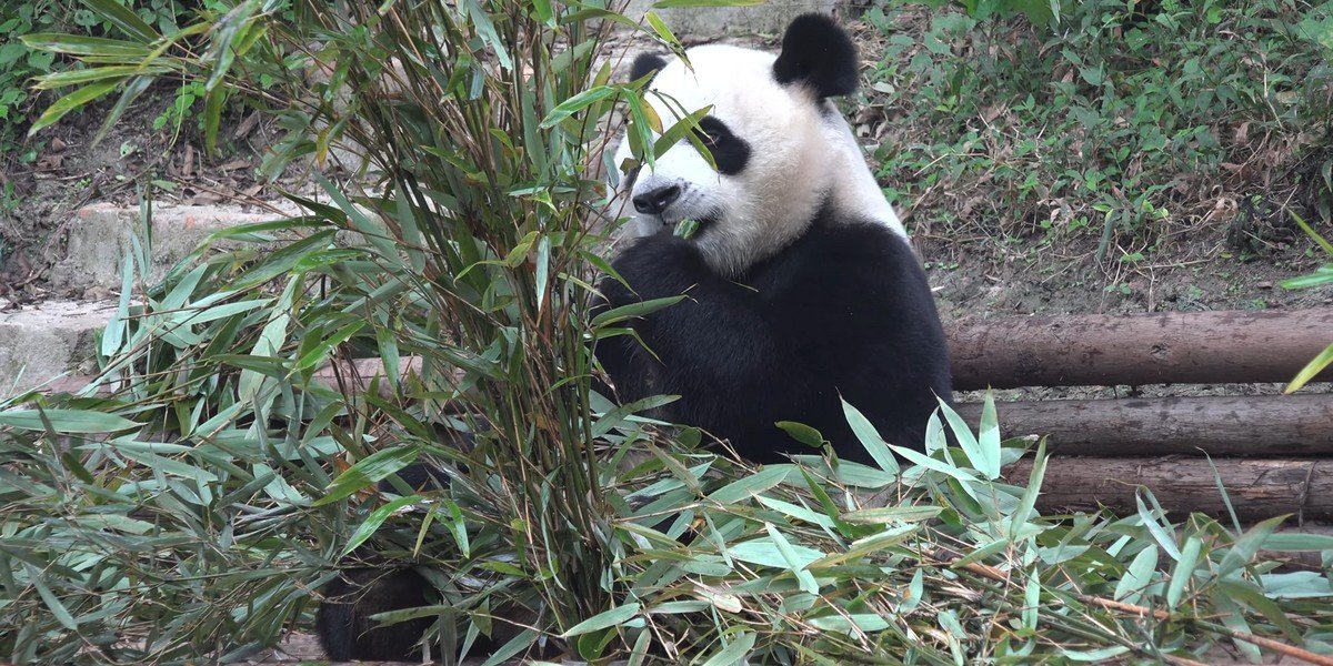 Private Full-Day Tour to the Giant Panda Breeding Research Base (Xiongmao Jidi), photo 3