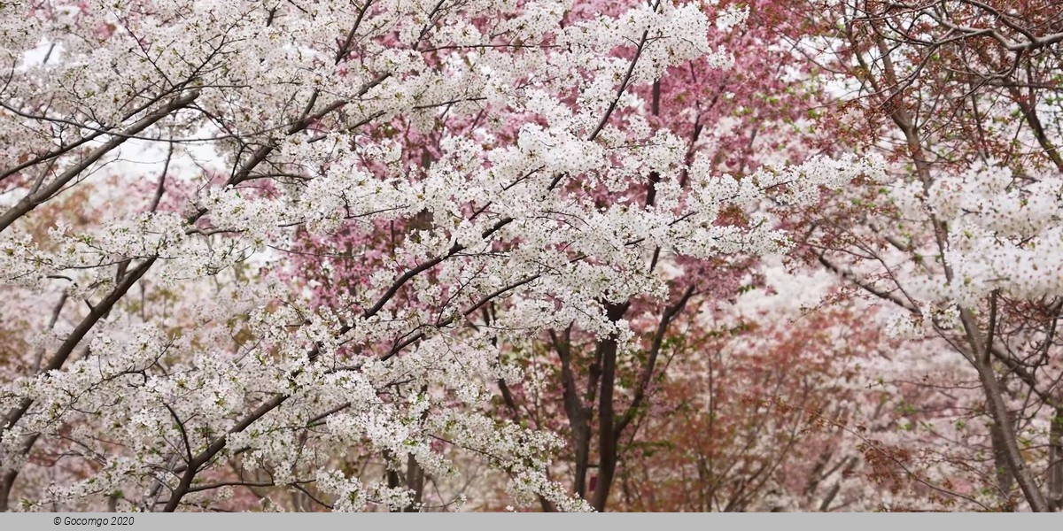 Yuyuantan Park Walking Tour with Cherry Blossoms (March - April)