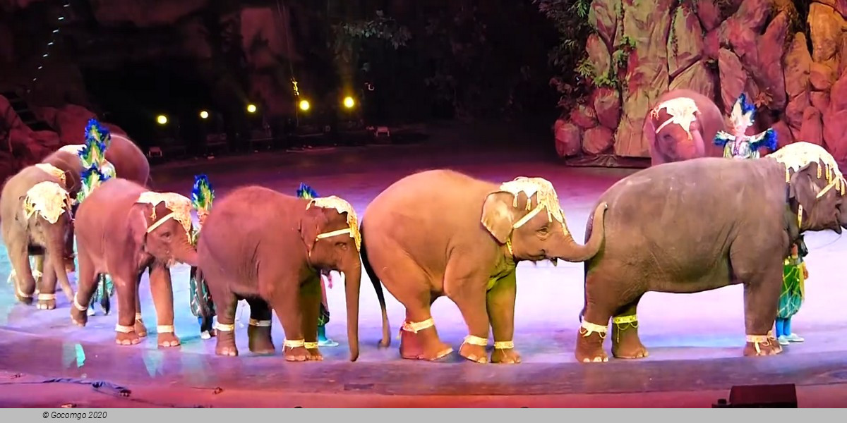 Guangzhou Chimelong Safari Park and Circus Private Tour