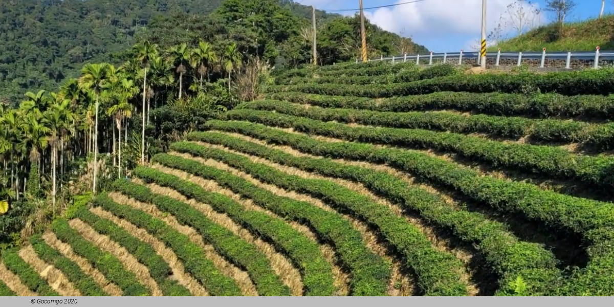 Thousand Island Lake and Pinglin Tea Plantation Tour from Taipei