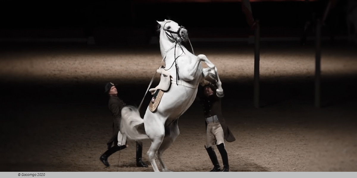 Scene 3 from the show "Spanish Riding School - Performance"