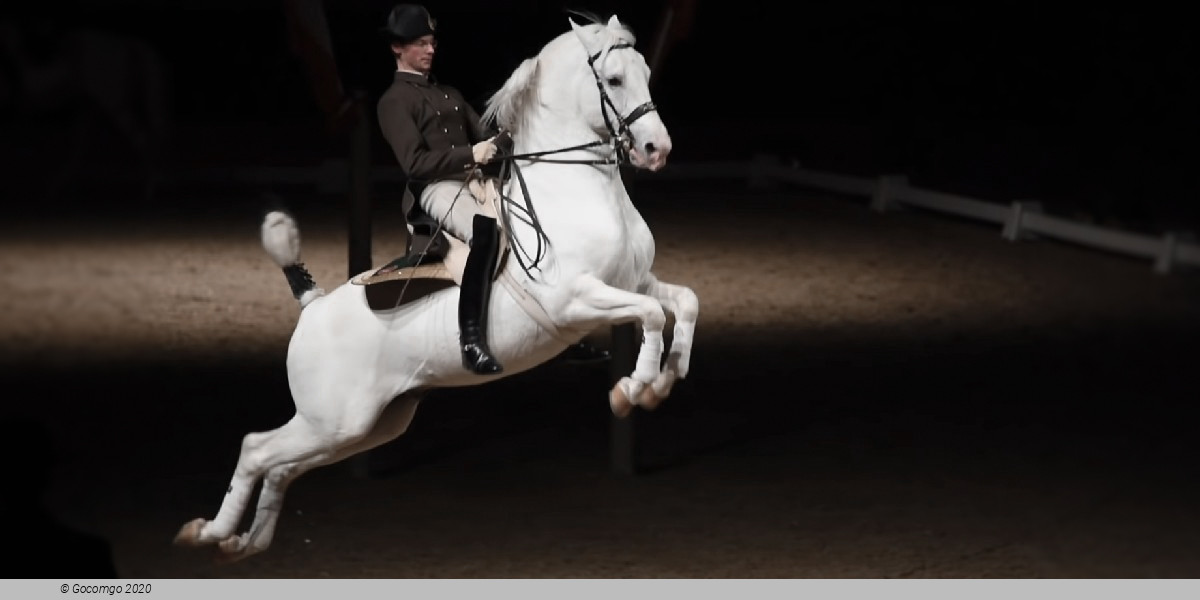 Scene 7 from the show "Spanish Riding School - Performance"